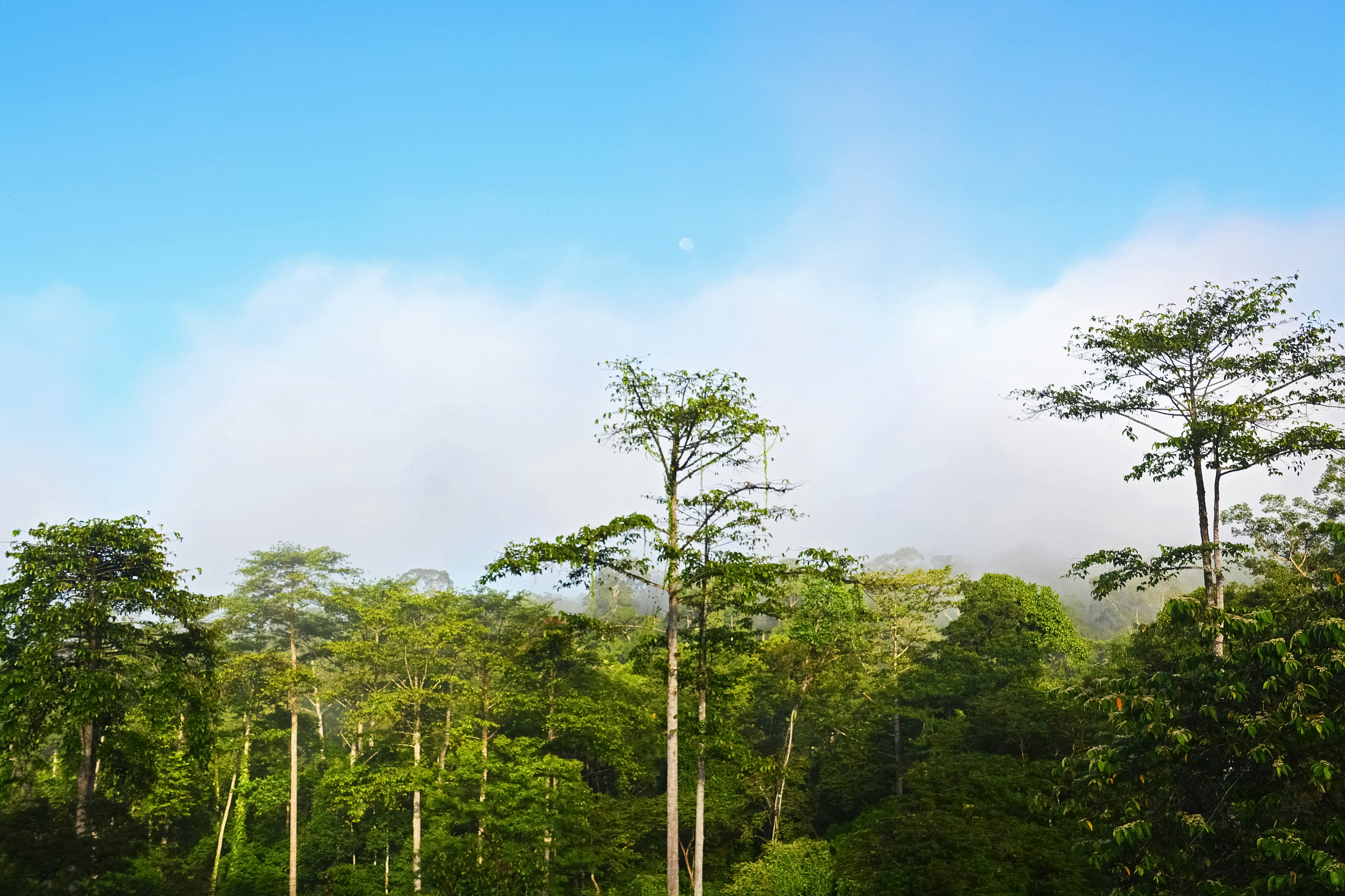 green trees under blue sky during daytime